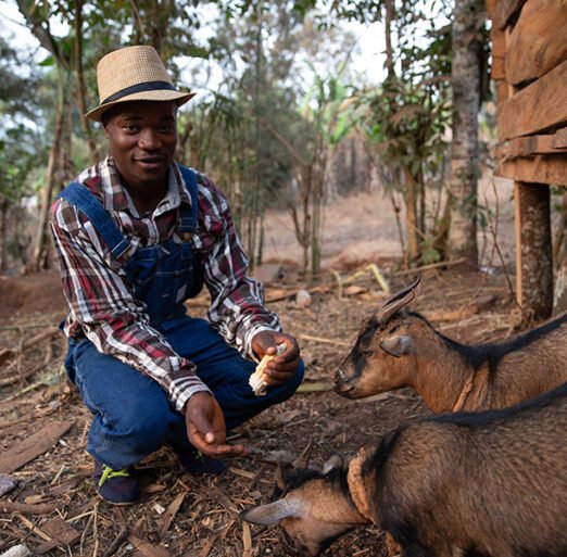A farmer feeds his goats on his herd in africa, animal feed on farm
