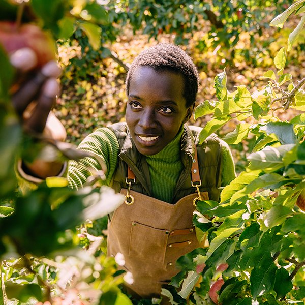 Smiling Black woman in work apron reaches for a ripe apple among leafy branches during an autumn harvest. Fruit growing, home gardening, self-picking, local produce and sustainable agriculture.