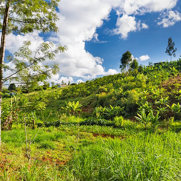 Agricultural landscape in a beautiful valley in the green highlands north of Nairobi in Kenya.